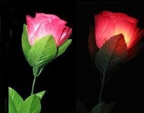 Rose Lumineuse