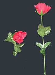 Rose à apparition
