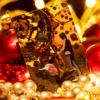 XQ Forty Nine Cards by Magic Encarta – Image 4