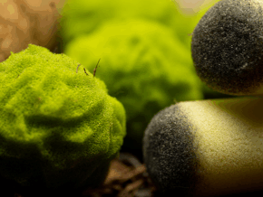 Cannabis Sponge Balls and Never Ending Spliffs (Gimmicks and Online Instructions) by Adam Wilber – Trick