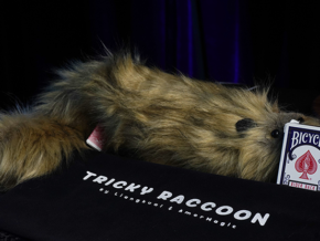 Tricky Raccoon by Liang Kuai & Amor Magic 1 Tricky Raccoon by Liang Kuai & Amor Magic – article de magie | Abracadabreizh