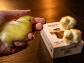 THE FINAL LOAD (Baby Chicks) by Murphy&rsquo;s Magic